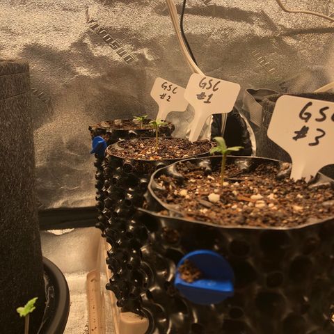 Girl Scout Cookies growlog timeline photo