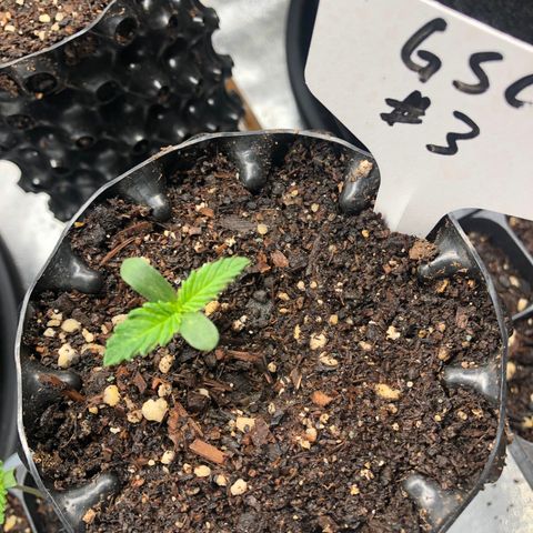 Girl Scout Cookies growlog photo: Taking off great! 