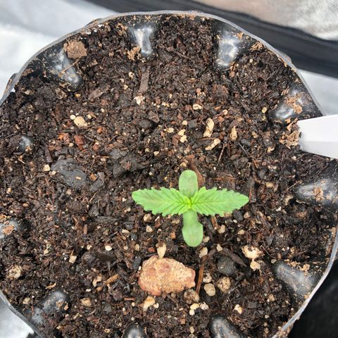 Girl Scout Cookies growlog photo: Taking off great! 