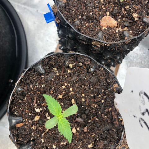 Girl Scout Cookies growlog photo: Taking off great! 
