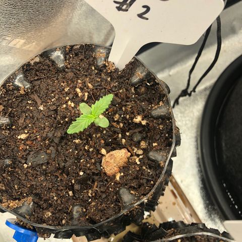 Girl Scout Cookies growlog photo: Taking off great! 