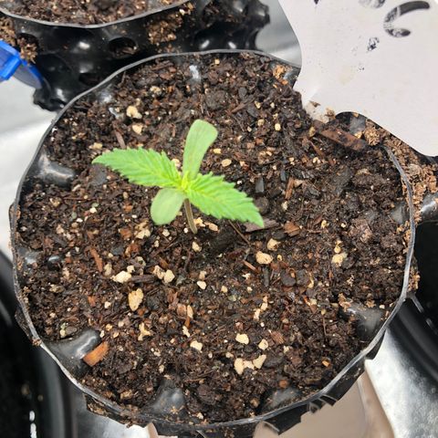 Girl Scout Cookies growlog timeline photo