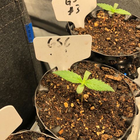 Girl Scout Cookies growlog timeline photo
