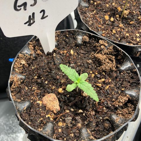 Girl Scout Cookies growlog timeline photo