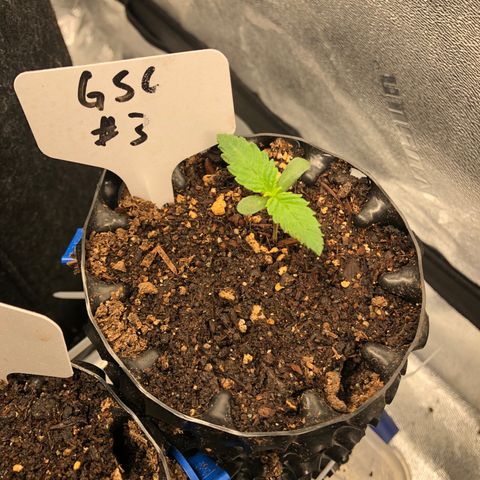Girl Scout Cookies growlog timeline photo