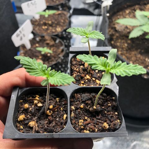Girl Scout Cookies growlog timeline photo