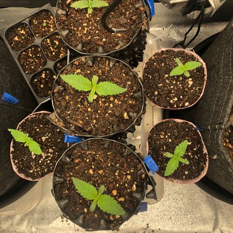 Girl Scout Cookies growlog timeline photo