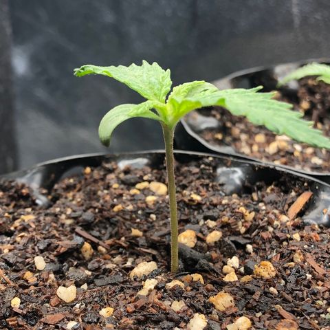 Girl Scout Cookies growlog timeline photo