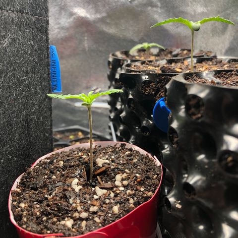 Girl Scout Cookies growlog timeline photo