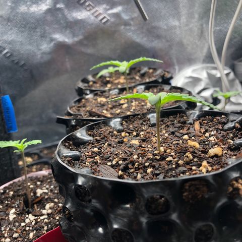 Girl Scout Cookies growlog timeline photo