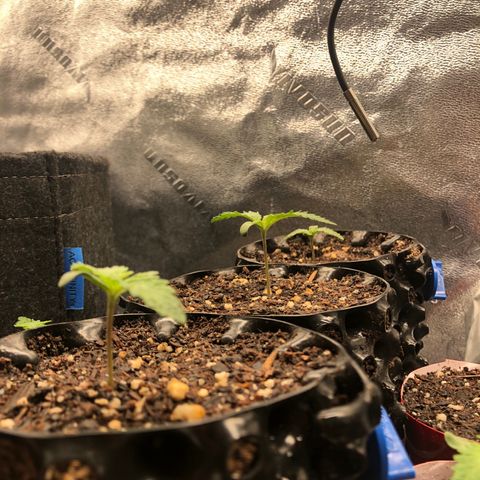 Girl Scout Cookies growlog timeline photo