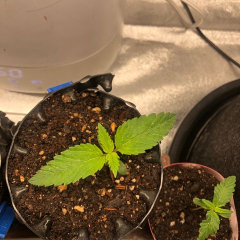 Girl Scout Cookies growlog photo: Growing great 