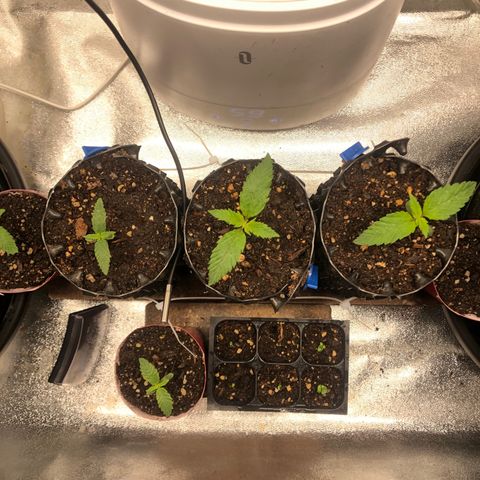 Girl Scout Cookies growlog photo: Growing great 
