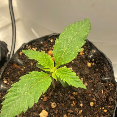Girl Scout Cookies growlog photo: Growing great 