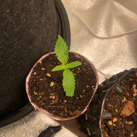 Girl Scout Cookies growlog photo: Growing great 