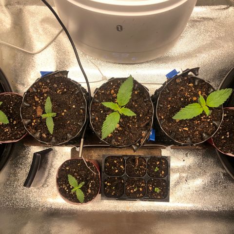 Girl Scout Cookies growlog timeline photo
