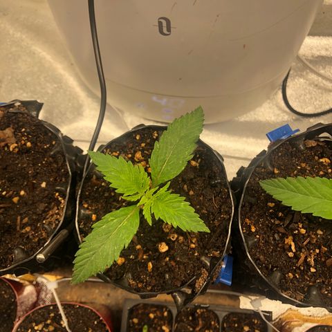 Girl Scout Cookies growlog photo: Beautiful 