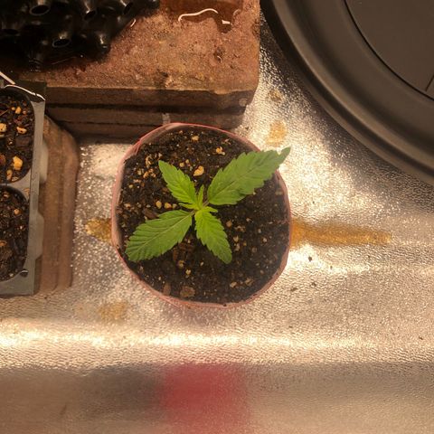 Girl Scout Cookies growlog photo: Beautiful 