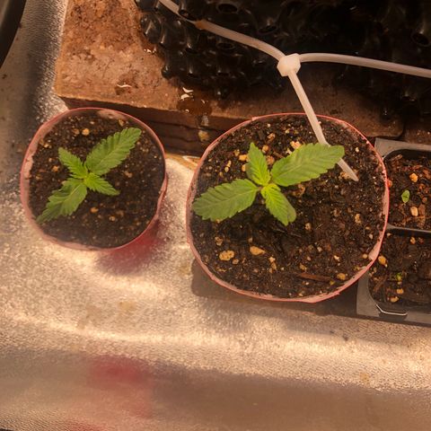 Girl Scout Cookies growlog photo: Beautiful 