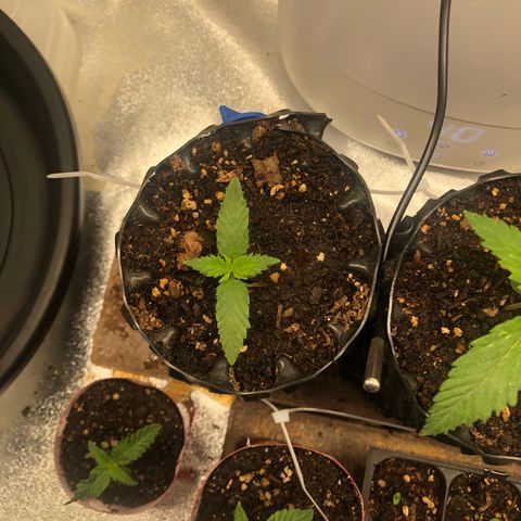 Girl Scout Cookies growlog photo: Beautiful 