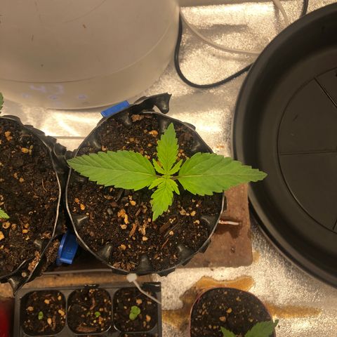 Girl Scout Cookies growlog photo: Beautiful 