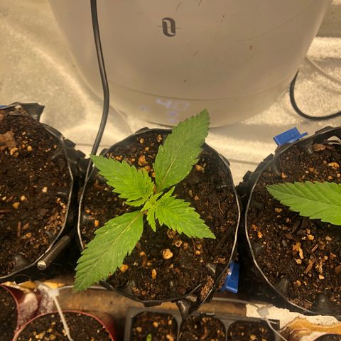 Girl Scout Cookies growlog timeline photo