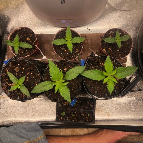 Girl Scout Cookies growlog photo: Nice!