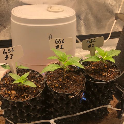Girl Scout Cookies growlog photo: Nice!