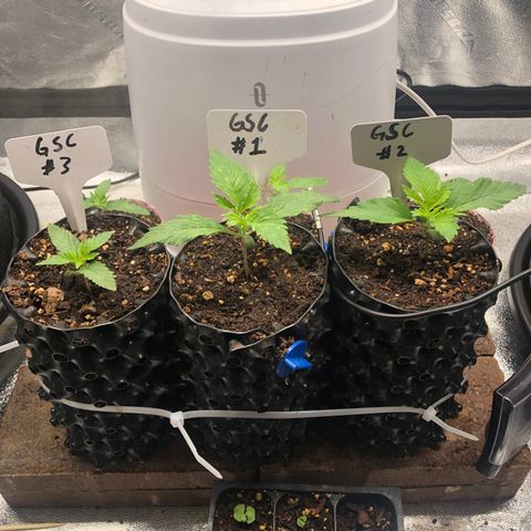 Girl Scout Cookies growlog photo: Nice!