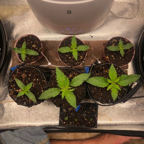 Girl Scout Cookies growlog photo: Nice!