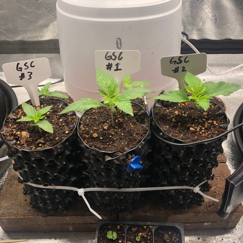Girl Scout Cookies growlog timeline photo
