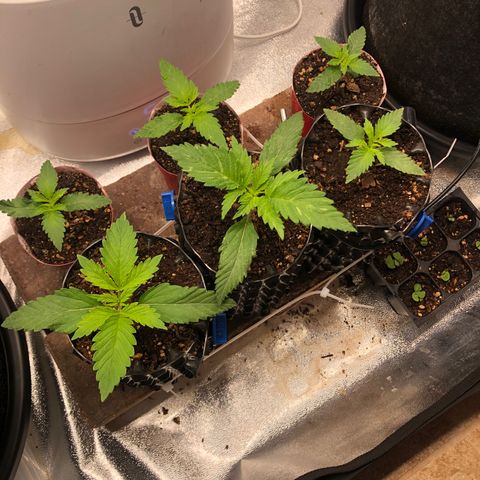 Girl Scout Cookies growlog timeline photo