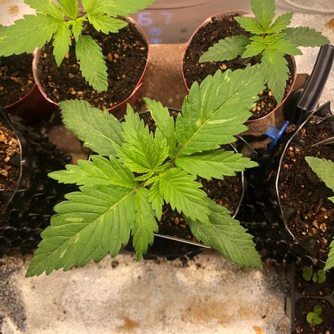 Girl Scout Cookies growlog photo: Topped #1 it was growing faster then the others. My idea is the recovery from topping will give time for the others to catch up. Overall really good growth from all however, I believe I’m watering to much going to hold off for a few days 