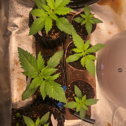 Girl Scout Cookies growlog photo: Topped #1 it was growing faster then the others. My idea is the recovery from topping will give time for the others to catch up. Overall really good growth from all however, I believe I’m watering to much going to hold off for a few days 