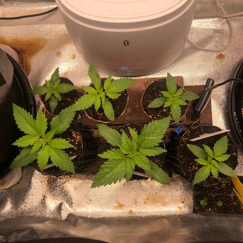 Girl Scout Cookies growlog photo: Topped #1 it was growing faster then the others. My idea is the recovery from topping will give time for the others to catch up. Overall really good growth from all however, I believe I’m watering to much going to hold off for a few days 