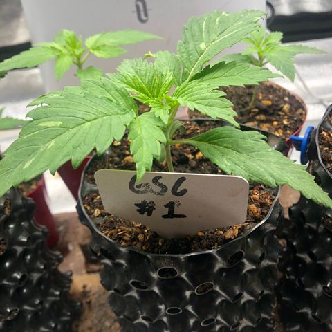 Girl Scout Cookies growlog photo: Topped #1 it was growing faster then the others. My idea is the recovery from topping will give time for the others to catch up. Overall really good growth from all however, I believe I’m watering to much going to hold off for a few days 