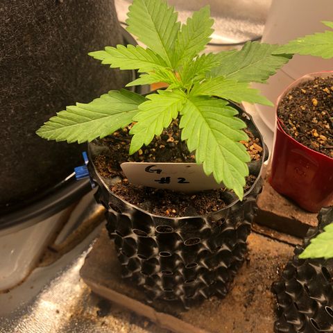 Girl Scout Cookies growlog photo: Topped #1 it was growing faster then the others. My idea is the recovery from topping will give time for the others to catch up. Overall really good growth from all however, I believe I’m watering to much going to hold off for a few days 