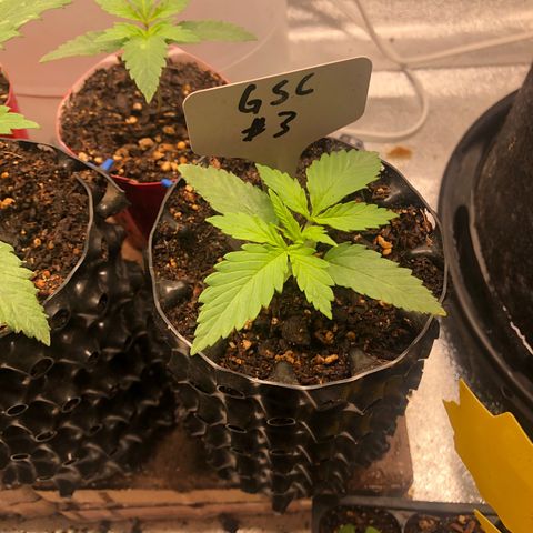 Girl Scout Cookies growlog photo: Topped #1 it was growing faster then the others. My idea is the recovery from topping will give time for the others to catch up. Overall really good growth from all however, I believe I’m watering to much going to hold off for a few days 