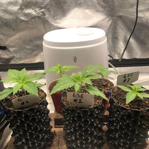 Girl Scout Cookies growlog timeline photo