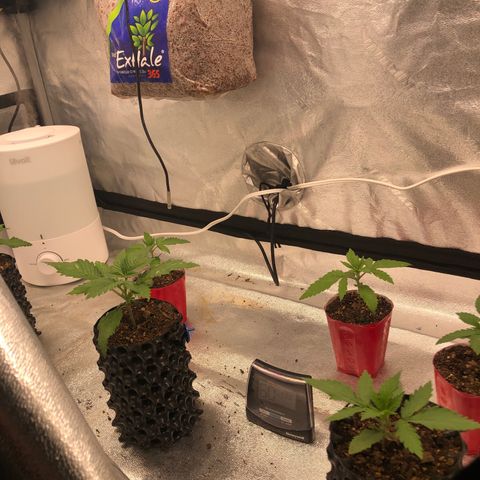 Girl Scout Cookies growlog timeline photo