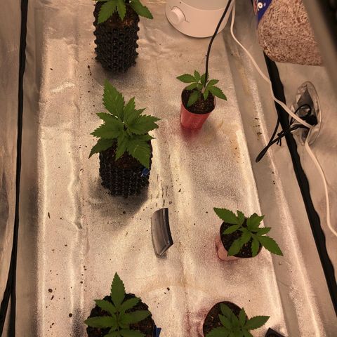 Girl Scout Cookies growlog timeline photo