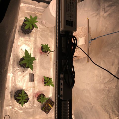 Girl Scout Cookies growlog timeline photo