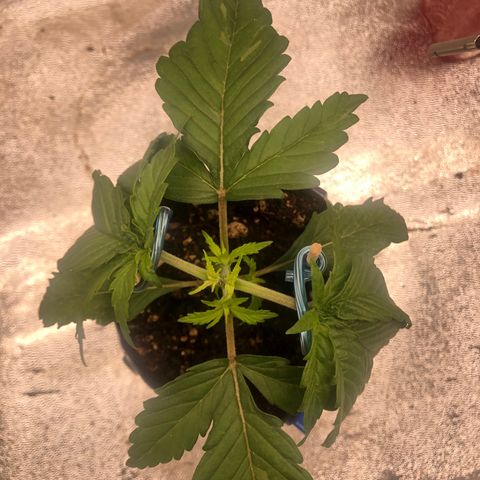 Girl Scout Cookies growlog photo: Almost ready for transplant