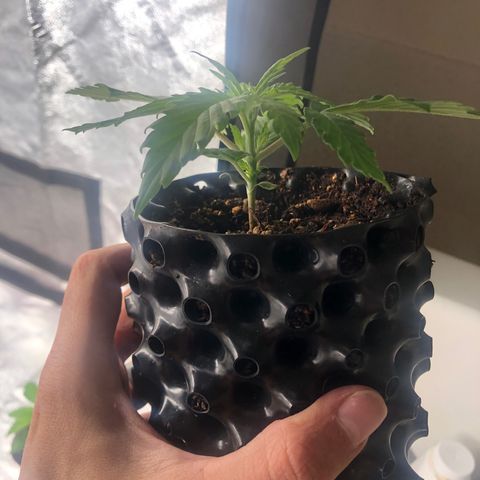 Girl Scout Cookies growlog photo: Almost ready for transplant