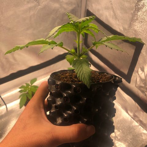 Girl Scout Cookies growlog photo: Almost ready for transplant
