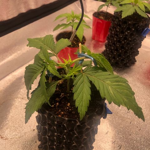 Girl Scout Cookies growlog photo: Almost ready for transplant