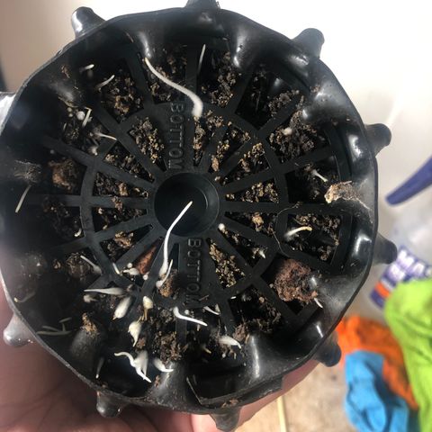 Girl Scout Cookies growlog photo: Almost ready for transplant