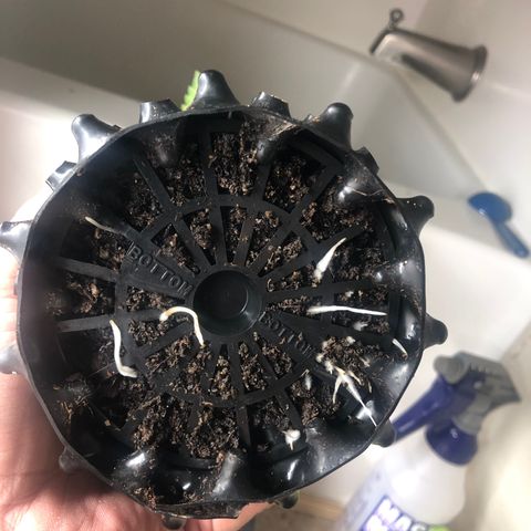 Girl Scout Cookies growlog photo: Almost ready for transplant