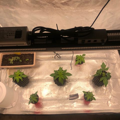 Girl Scout Cookies growlog photo: Almost ready for transplant