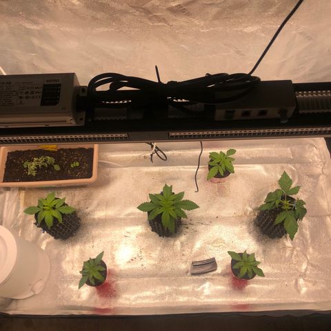 Girl Scout Cookies growlog timeline photo